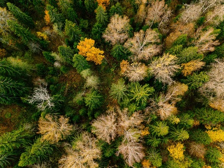 Aerial view of beautiful colorful forest during autumn