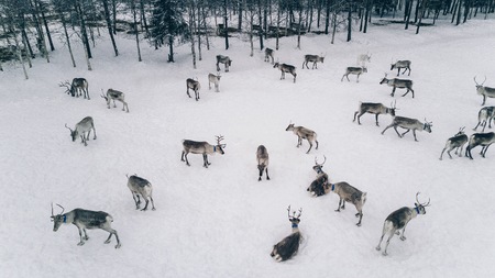Aerial view of reindeer herd in snowy winter Lapland Finlandの写真素材