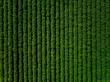 Green country field of potato with row lines, top view, aerial drone photo