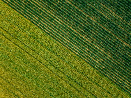 Aerial view of Rows of potato and rapeseed field. Yellow and green agricultural fields in Finland....