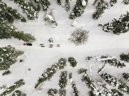Aerial view of sledding with husky dogs in Lapland Finland. Drone photography from above