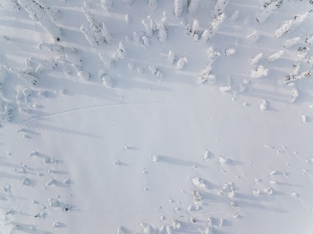 Aerial view of winter forest covered in snow in Finland, Lapland. Drone photography. Top view