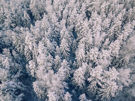 Aerial view of winter background with pine trees. White winter forest covered with snow, view from above.の写真素材