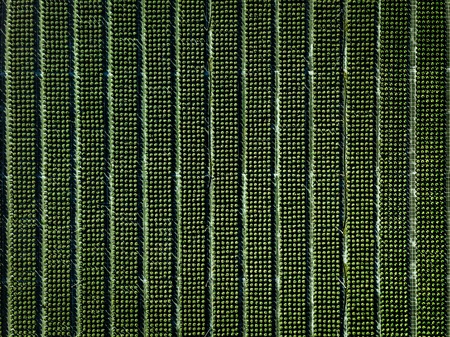 Aerial view of farmland and rows of crops. Green seedlings in rows in the greenhouse of Italyの写真素材