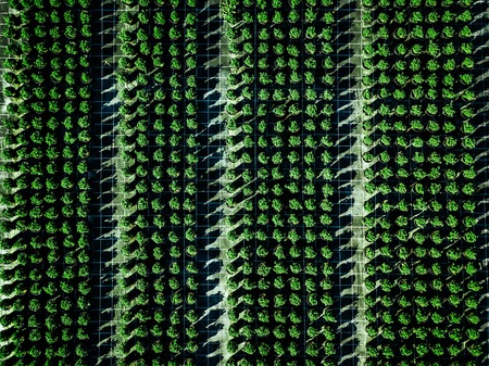 Aerial view of farmland and rows of crops. Green seedlings in rows in the greenhouse of Italyの写真素材