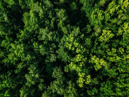 Aerial top view of green trees in the forest, view from above