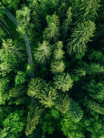 Aerial top view of country road in green summer forest. Rural landscape in Finland. Drone photography from above.の写真素材
