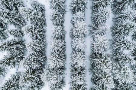 Aerial top view of snow covered trees in winter forest. Drone photography landscape.