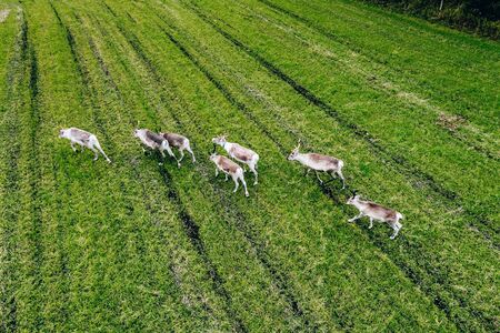 Aerial view of Reindeers in green field in summer season in Finland Lapland. Drone photography from aboveの写真素材