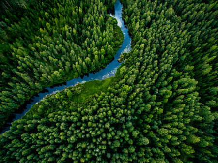 Aerial view of green grass forest with tall pine trees and blue bendy river flowing through the...