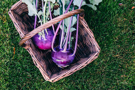 Raw Organic Purple Kohlrabi cabbage in wooden basket on green garden backgroundの写真素材