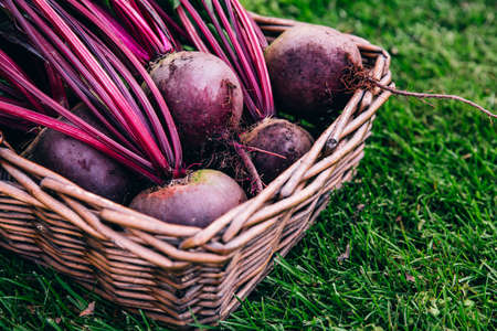 Fresh beet, beetroot harvest in wooden basket on green grass garden background, copy space