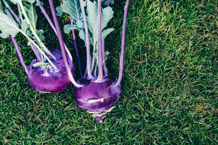 Raw Organic Purple Kohlrabi cabbage on green garden backgroundの写真素材