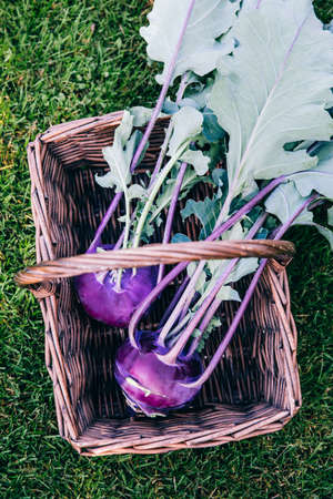 Raw Organic Purple Kohlrabi cabbage in wooden basket on green garden backgroundの写真素材