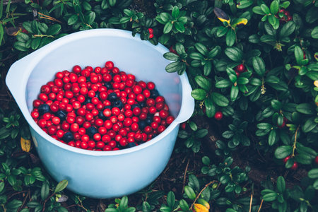 Lingonberry. Ripe and fresh lingonberries and blueberries in the bowl. Wild lingonberry in the forest.の写真素材