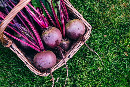 Fresh beet, beetroot harvest in wooden basket on green grass garden backgroundの写真素材