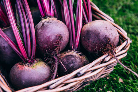 Fresh beet, beetroot harvest in wooden basket on green grass garden backgroundの写真素材