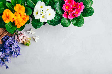 gardening background. Hyacinth and primula flowers with garden tools on gray stone background. Top view with copy space.の写真素材