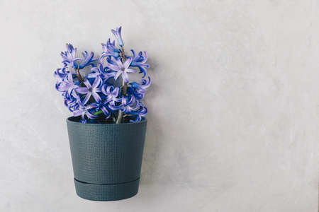 Blue hyacinth flower on gray stone background. Close up of a beautiful blue hyacinth flower. Top view, copy space.の写真素材