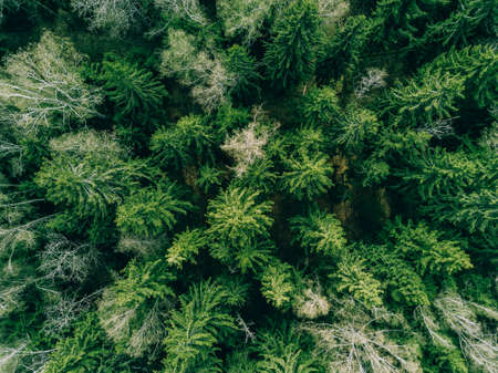 Aerial top view of spring green trees in a forest. drone photography