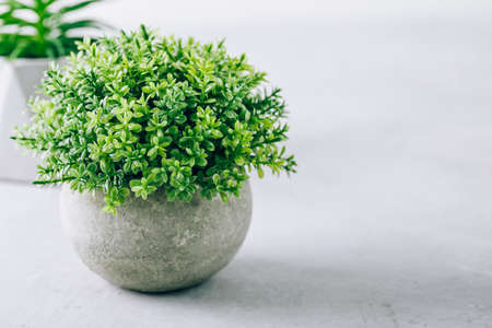 Green plant pot succulent on gray stone background with copy space.の写真素材