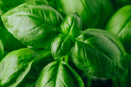 Basil leaves. Basil plant with fresh green leaves.の写真素材