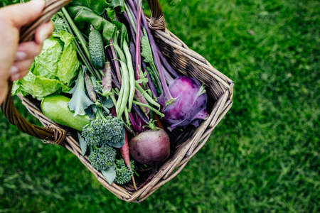 Basket vegetables cabbage, lettuce, carrots, cucumbers, beets, beans, peas, zucchini, broccoli, purple kohlrabi. Fresh organic vegetables basket in the garden.の写真素材
