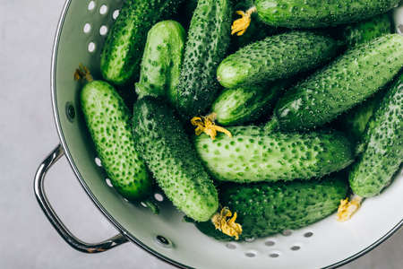 cucumbers. Fresh green organic cucumbers in colander on gray stone background. Top view, copy space.の写真素材