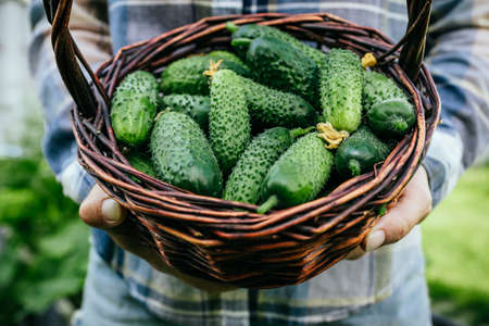 cucumbers. Farmer holding freshly harvest cucumbers in basket on farm.