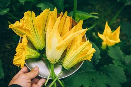 Zucchini or courgette flowers. Farmer holding freshly harvest Zucchini flowers in hands on farm.の写真素材