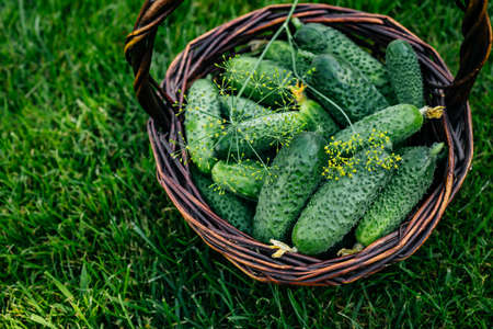 Cucumbers.Fresh harvest organic cucumbers in basket on farm.の写真素材