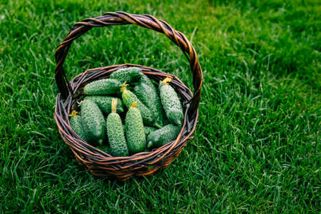 Cucumbers.Fresh harvest organic cucumbers in basket on farm.の写真素材