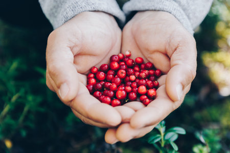 Lingonberry. Hands holding fresh red lingonberries on green woods background.の写真素材
