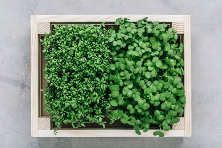 microgreens. Superfood microgreen sprouts in wooden box close-up.