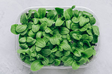 microgreens. Superfood microgreen sprouts in plastic container close-up, top view