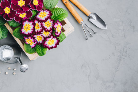 Garden background. Primula flowers and gardening tools on gray stone background, top view, copy spaceの写真素材
