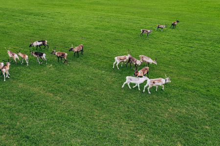 Reindeer. Aerial drone view of herd of reindeer in green field autumn season Finland, Lapland.