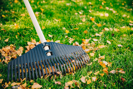 Collection of colorful fall leaves. Raking autumn leaves from the lawn in the autumn park. The...