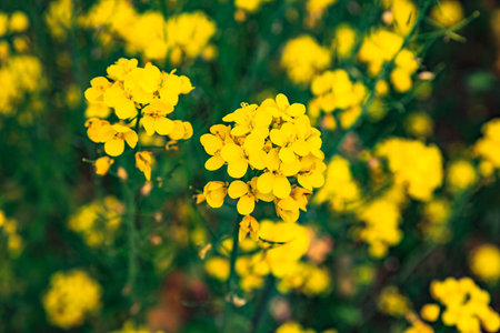 Vibrant Blooming Yellow Flowers Against a Lush Green Background in Nature's Splendorの写真素材