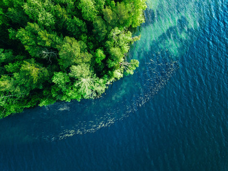 Aerial View of Lush Green Forest Meeting Tranquil Blue Waters in a Serene Natural Landscape