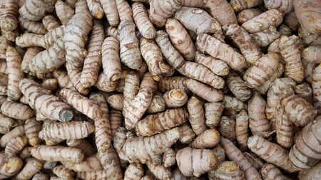 Fresh Raw Turmeric (Curcuma Longa) on sale on local market, used in cooking and making curriesの写真素材