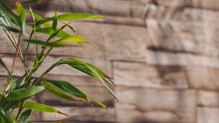 Bamboo leaves turning brown in winter with wood texture in the background.の写真素材