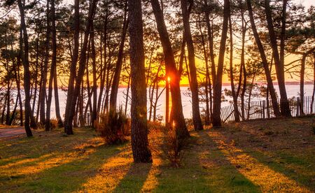 Beautiful unset in the forest near the seaの写真素材