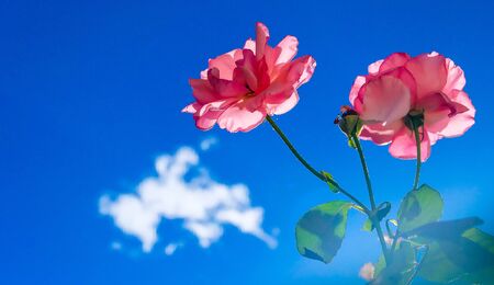 Rose flower against blue sky white clouds in the background.の写真素材