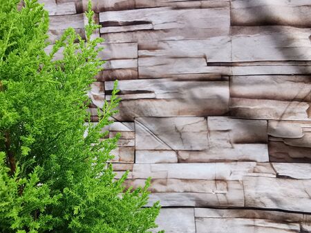 Young conifer branches with wood texture in the background. Free text space for your composition.