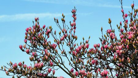 Beautiful blooming flowers of pink magnolia in the gardenの写真素材