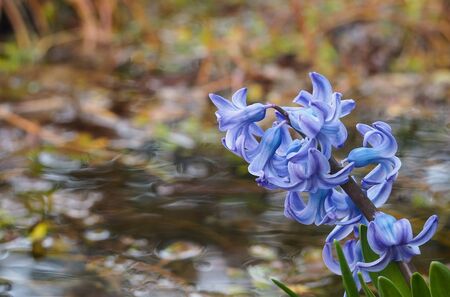 Soft focus image of hyacinth flowers blooming at springtime. Violet hyacinth blossom near a river.の写真素材