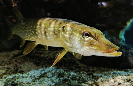Monster Freshwater 50 inch Northern Pike - Esox Lucius, wildlife animal, predator.の写真素材