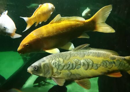 Close up view of beautiful giant japanese KOI carp fishの写真素材