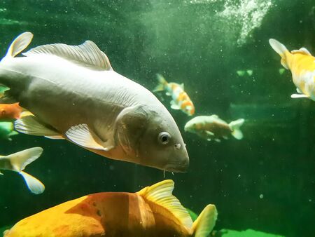 Close up view of beautiful giant japanese KOI carp fishの写真素材